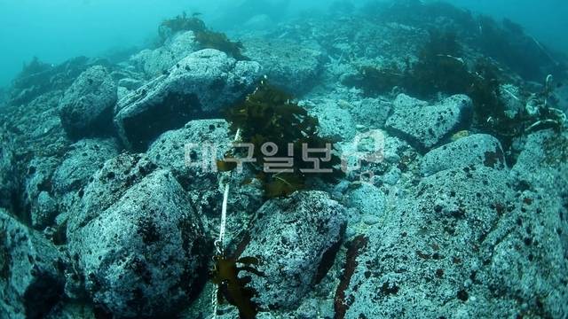 강원도 삼척시 근덕면 해역 바다숲 조성사업 현장. 암반에 직접 이식한 해조류가 정착하지 못하고 대부분 탈락하는 바람에 암반 표면이 허얗게 드러나 있다. 해양특별취재팀