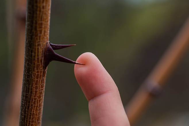 살다보면 나무 가시와 유리, 금속 조각 등이 피부에 박히는 사고가 흔히 일어난다. 나무 가시는 물에 물리면 안 되며 가시 박힘 사고로 파상풍 감염이 우려되면 즉시 응급실을 찾는 등 적절한 대처가 필요하다. 가시의 위치와 성분을 확인하는 게 매우 중요하다. 눈을 비롯해 눈꺼풀, 입술, 성기 주변 등 점막 부위에 가시가 박혔다면 즉시 응급실을 찾아야 한다. 사진=게티이미지뱅크