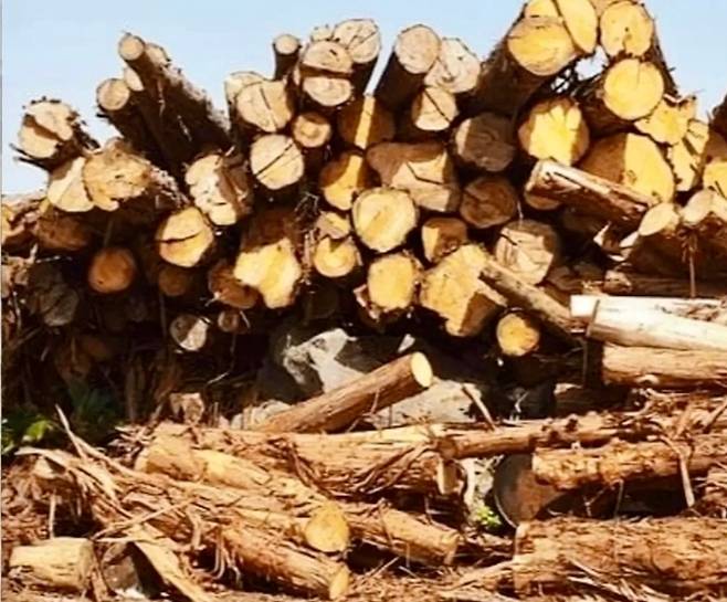 감귤밭 방풍림으로 쓰이다 베어져 쌓여 있던 제주 삼나무들. 오랫동안 ‘처리 대상’으로만 인식돼 왔다. (한국리본ReBorn협회)