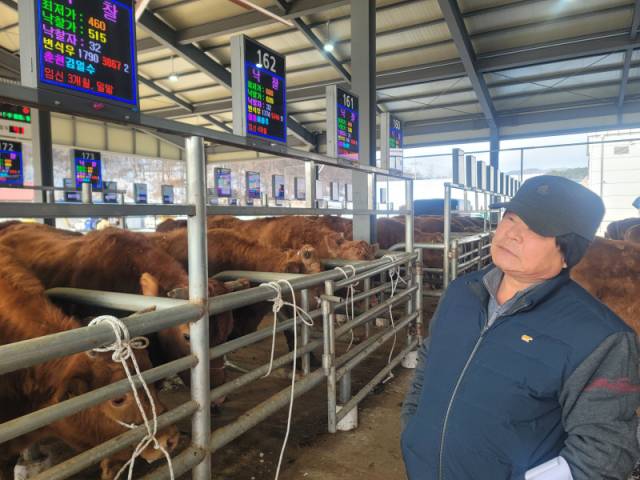 ▲ 양구군 양구읍에서 소규모로 한우를 기르는 손건성(73) 씨가 23일 춘천 가축시장에서 낙찰된 소 가격을 보고 있다. 손 씨는 이날 2마리 구입을 계획했지만 입찰에 실패했다.  이설화 기자