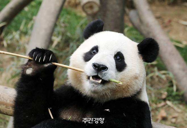 2024년 2월 15일 경기 용인시 에버랜드 판다월드에서 푸바오가 대나무를 씹고 있다. 서성일 선임기자