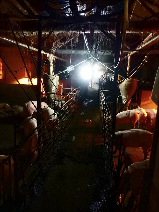 2023년 3월 경기도 포천의 한 돼지농장주가 10년간 농장에서 근무하다 사망한 태국 국적 미등록 이주노동자의 시신을 유기하는 사건이 발생했다. 사망한 이주노동자가 근무했던 돼지농장. 포천이주노동자센터 대표 김달성 목사 제공