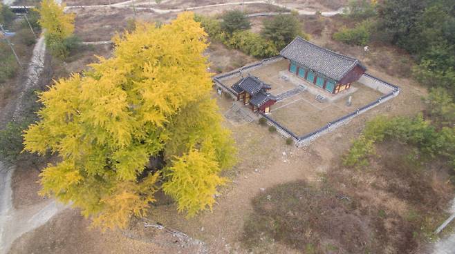 국가상징구역 안에 들어와 있는 임난수 은행나무와 숭모각 전경. 사진=세종시 제공.