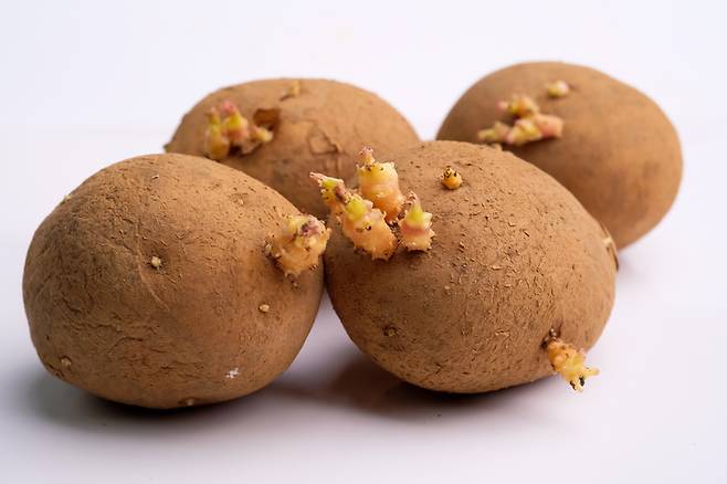 갑자에 난 싹은 솔라닌이라는 독성 물질이 있어 섭취하면 식중독에 걸릴 수 있다. 사진=게티이미지뱅크