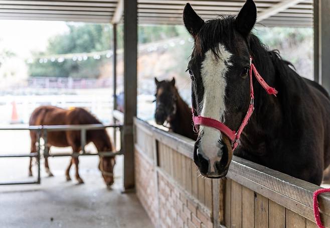 카메라를 응시하는 행복마굿간의 으뜸이(사진=이효태)