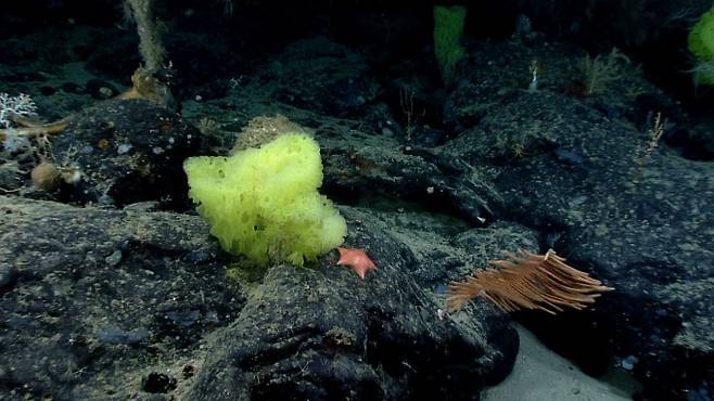 2021년 촬영된 노란색 해면동물(학명 Hertwigia 속)과 분홍색 불가사리(학명 Chondraster 속). 인기 애니메이션 주인공 '스폰지밥'과 그의 불가사리 친구인 '뚱이'를 연상시켜 화제가 됐다. Christopher Mah/미국 해양대기청(NOAA) 제공