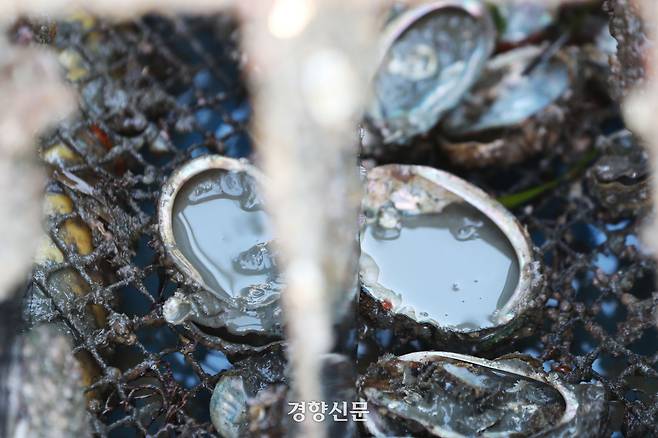 지난 2023년 전남 완도군 금일읍에 위치한 전복 양식장에서 폐사한 전복의 모습. 금일읍은 최근 고수온으로 인한 집단 폐사, 후쿠시마 오염수 방류, 가격 하락 등으로 전복 양식에 어려움을 겪고 있다. 한수빈 기자
