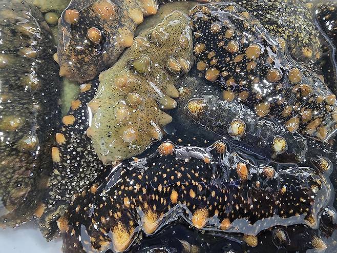 꼬들꼬들한 식감과 진한 바다 향이 일품인 해삼은 날씨가 추워질수록 살이 단단해지고 영양분이 가득 차올라 원기 회복에 제격인 겨울철 제철음식이다.