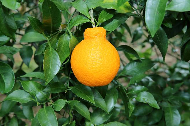 탐나는봉 모습.(농업진흥청 제공. 재판매 및 DB금지) 2026.1.29 /뉴스1