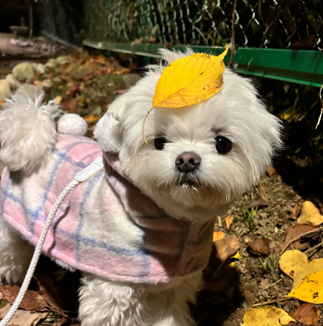 오늘의 주인공 제리 등장! 보호자 제공