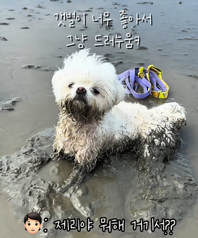 갯벌 좋아 강쥐 보호자 제공