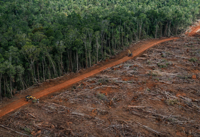 인도네시아 열대림이 팜유 농장 개간을 위한 벌목 탓에 파괴돼 있다. 그린피스 홈페이지 캡처