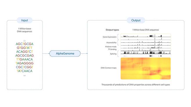 알파게놈 작동 원리 [Google DeepMind 제공. 재판매 및 DB 금지]