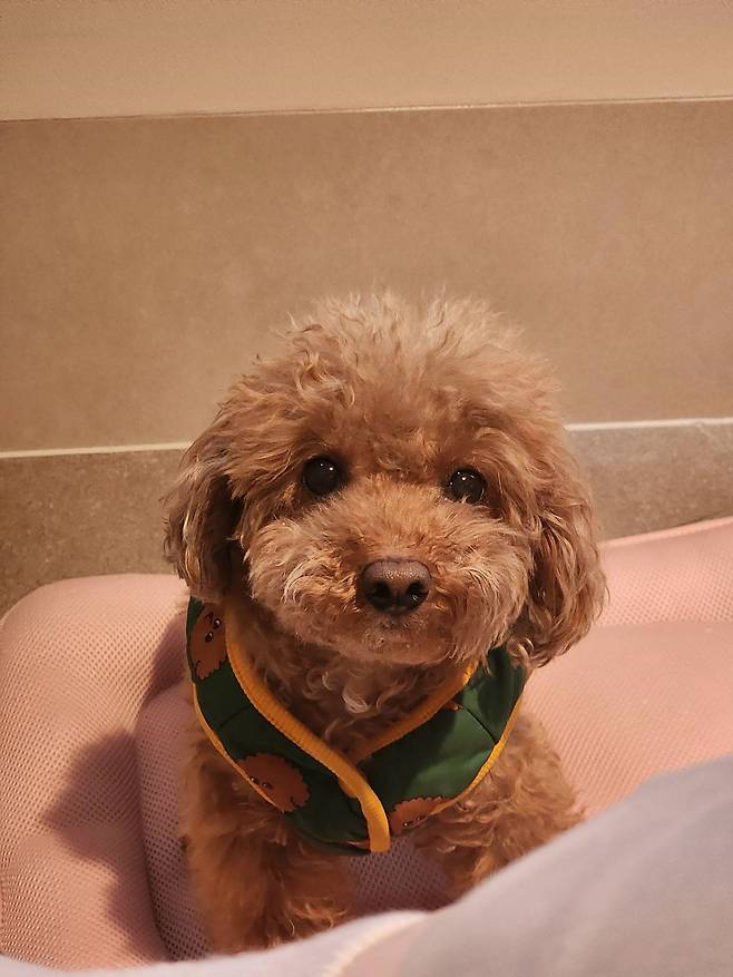 저자가 키우고 있는 11세 암컷 푸들 루씨