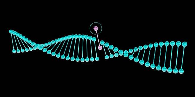 이중나선 모양의 디옥시리보핵산(DNA)은 생명의 설계도가 담긴 유전물질이다. DNA를 이루는 염기서열에 따라 몸에서 다양한 생명활동을 수행하는 단백질이 만들어진다. 염기 하나의 차이가 큰 변화를 일으킬 수 있다. 게티이미지뱅크 제공