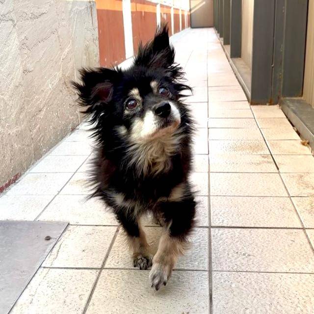 지난 14일, 경기 남양주시에 위치한 동물보호단체 '동물자유연대' 보호소 온센터에서 만난 개 '쿠쿠'가 보호소 건물 베란다에서 야외 산책을 하고 있다. 동그람이 정진욱