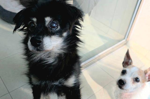 지난 14일, 경기 남양주시에 위치한 동물자유연대 '온센터'에서 만난 개 '쿠쿠'(왼쪽)의 모습. 쿠쿠는 지난 2013년 부산의 한 공원에서 구조된 뒤 13년째 온센터에서 보호받고 있다. 동그람이 정진욱