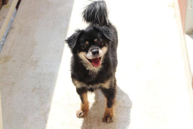 회복 이후 온센터에 입주해 지내고 있는 쿠쿠의 모습. 동물자유연대 제공