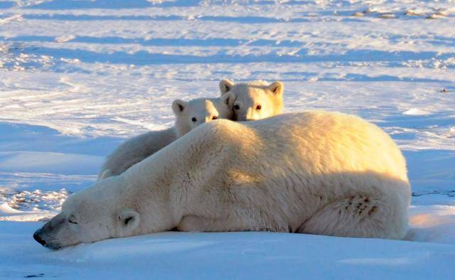 2010년 11월 캐나다 매니토바주 처칠 지역에서 촬영된 북극곰 가족의 모습. 로이터 연합뉴스