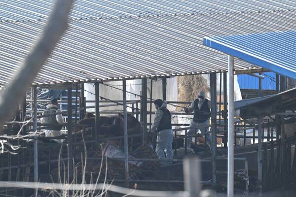 31일 오전 9시께 인천 강화군 송해면 상도리의 한 축산 농가에서 흰색 방역복을 입은 검역관들이 살처분에 앞서 소에 안락사를 위한 주사를 놓고 있다. 조병석 기자