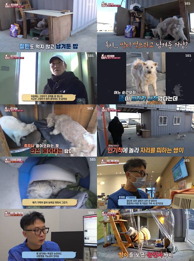 ‘TV동물농장’ 탐이·쌈이 (사진=SBS)