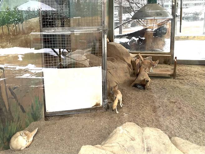 2일 대전오월드에서 사막여우가 온도 유지를 위해 열등을 쐬고 있다. 우수아 수습기자