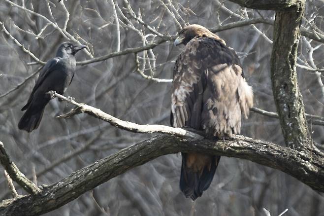 검독수리가 까마귀를 매섭게 노려보자 이내 눈빛을 피해 딴청을 부린다.