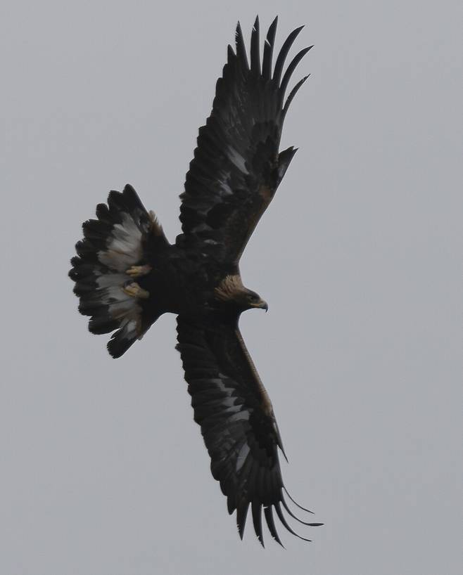 하늘을 가를 듯 웅장하게 펼쳐지는 검독수리의 날갯짓.
