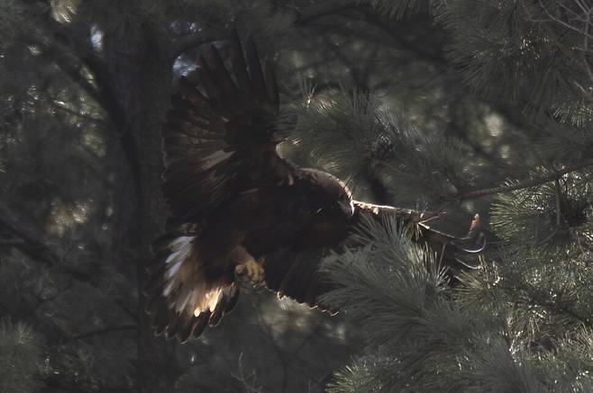 소나무 숲은 검독수리 월동 동안 매우 중요한 안식처를 제공한다.