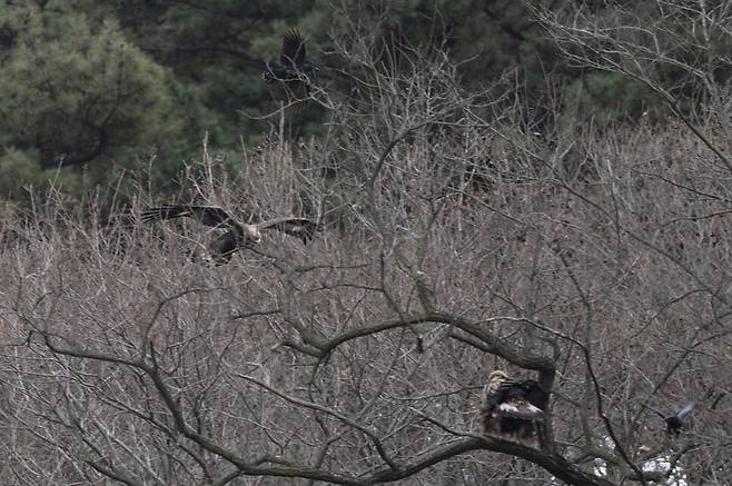 새끼 검독수리가 가까이 다가오자, 어미는 움츠렸던 날개를 서서히 펼친다.