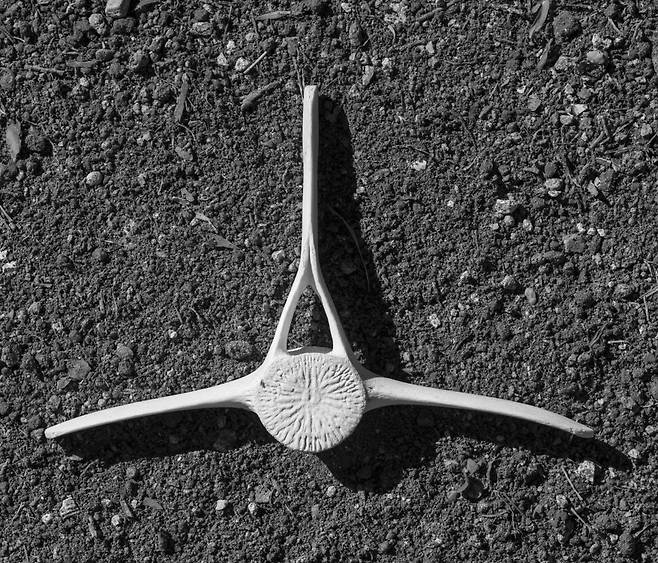 조선시대 고래 목격담을 떠올리며 전남 신안 흑산도에 갈 때마다 바다 위를 두리번거렸지. 행운은 오지 않더군. 낙심한 채 바닷가를 거닐다가 하얗게 빛나는 뼈를 발견했어. 단박에 알겠더군, 대체 누구의 뼈인지. 그 어떤 육지 포유류의 등뼈보다 컸지만 고래 뼈치고는 작았어. 드디어 나도 흑산도에서 고래를 보았노라 말해도 되는 걸까, 그래도 그건 아닌 걸까. 2025년 신안군 흑산면 상태도 바닷가.