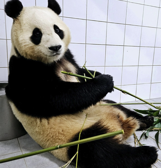 지난 2024년 중국으로의 반환을 앞두고 계류장에서 대기하던 자이언트판다 '푸바오'의 모습. 에버랜드 유튜브