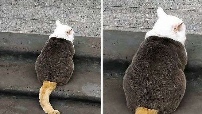 삼단 분리된 희귀 삼색 고양이. 온라인 커뮤니티