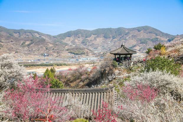 광양매화마을 전경. 광양시 제공