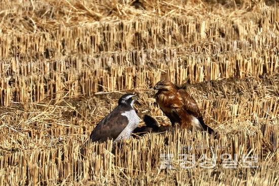 ▲ 울산 울주군 온양읍 동상리 들녘에서 천연기념물이자 멸종위기야생생물 Ⅱ급인 참매와 말똥가리가 먹이다툼을 하고 있다 . 윤기득작가 제공