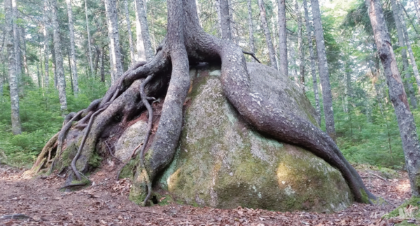 바위를 품은 나무