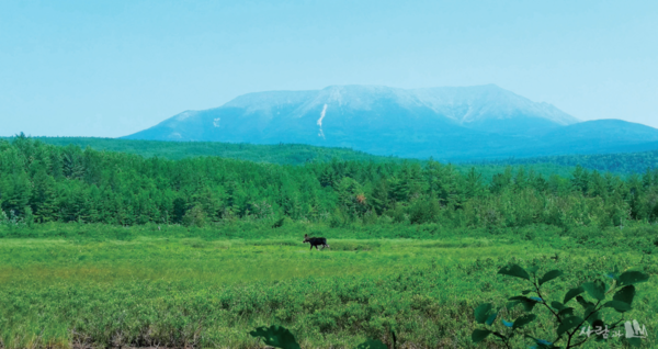 카타딘 마운틴을 배경으로 앞에 무스(Moose)한 마리가 한가롭게 지나간다.