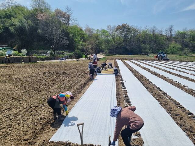 경남 거창군의 한 밭에서 계절노동자들이 일하고 있다. 2022년 거창군으로 일하러 온 계절노동자 138명은 브로커로부터 임금 착취 피해를 당했다. 거창군청 제공
