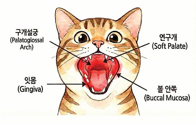 고양이에게 만성구내염이 생기는 위치. 구내염이 생기면 염증 부위가 잇몸과 구별되는 진한 빨간색으로 변한다.&nbsp;제미나이 생성 이미지&nbsp;