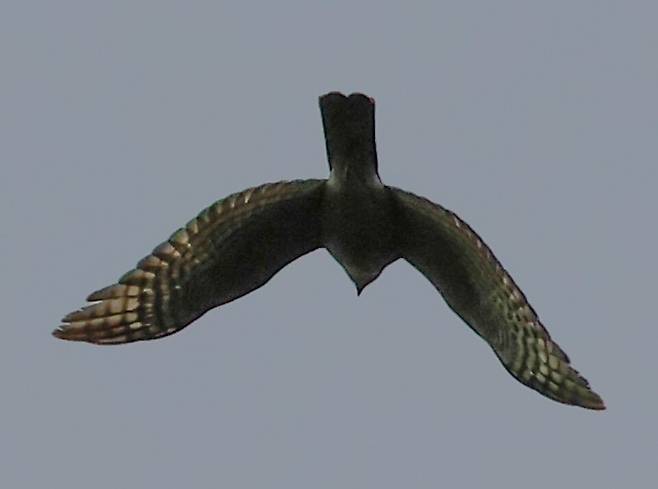 오대산 매봉습지 참매.&nbsp;&nbsp;(사진 국립공원공단)/뉴스펭귄