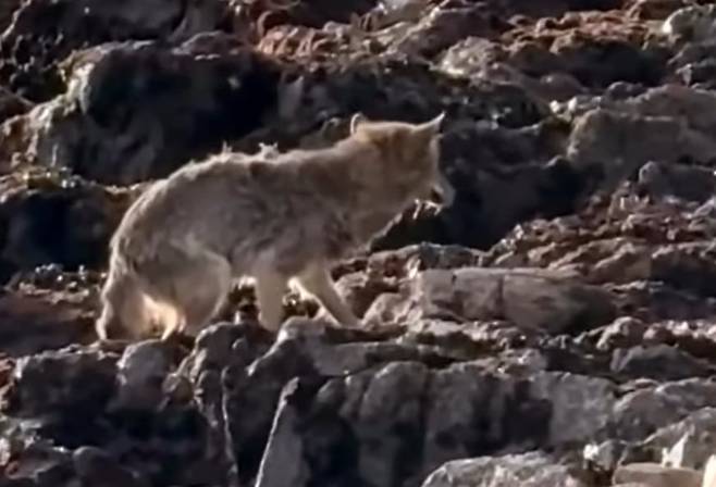 미국 알카트라즈 섬에서 포착된 코요테. /인스타그램