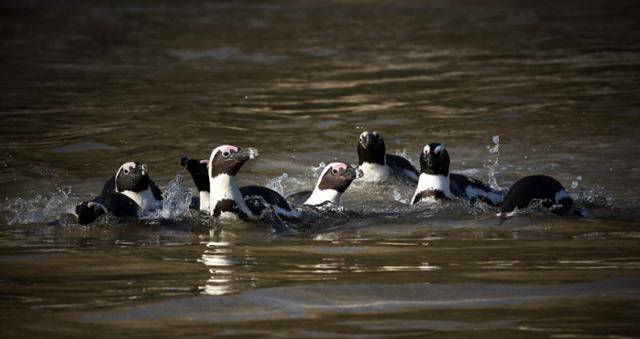 남아프리카공화국과 나미비아 해안가에 서식하는 아프리카펭귄. 남아프리카연안조류보존재단(SANCCOB) 제공