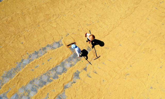 중국 쓰촨성 메이산 농부들이 2023년 8월 곡물을 말리고 있다. 메이산=신화 연합뉴스