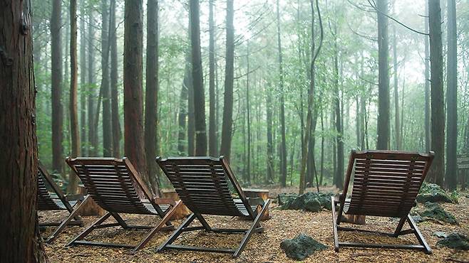 서귀포 치유의 숲.