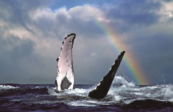 마우이 해역에서의 혹등고래 관측
