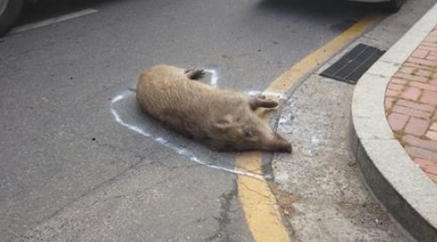 서울 도심에서 포획된 멧돼지.[강동구청 제공]