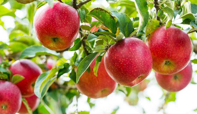 클립아트코리아