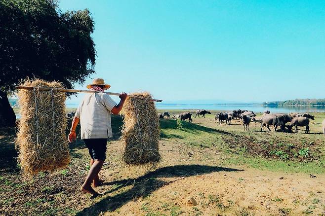 사껀나콘의 운남댐에는 물소 떼만 사는 섬이 있다. 지도에도 없는 섬(이자 농장) 투어는 반나츠억마을 로컬 여행의 일부다