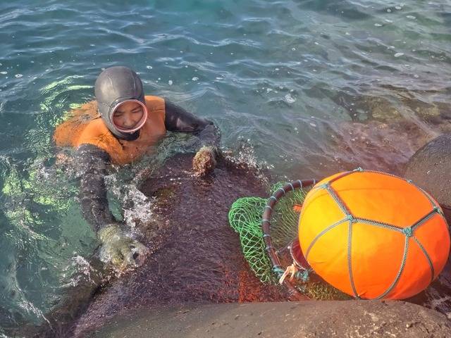 4일 제주시 함덕어촌계 해녀가 테트라포트에서 자생 중인 김을 채취하고 있다. /사진=문정곤 기자