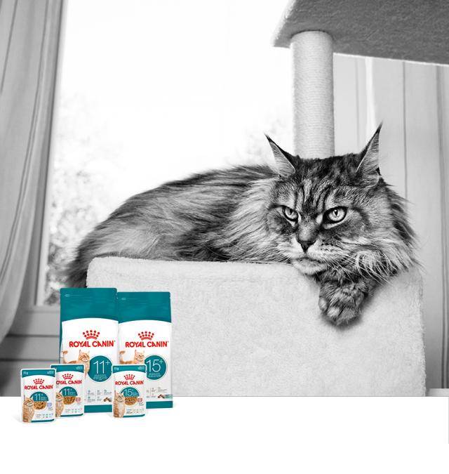 로얄캐닌, 노령묘 맞춤 영양 신제품 ‘캣 에이징 11+’ 및 ‘캣 에이징 15+’' [사진=로얄캐닌코리아]